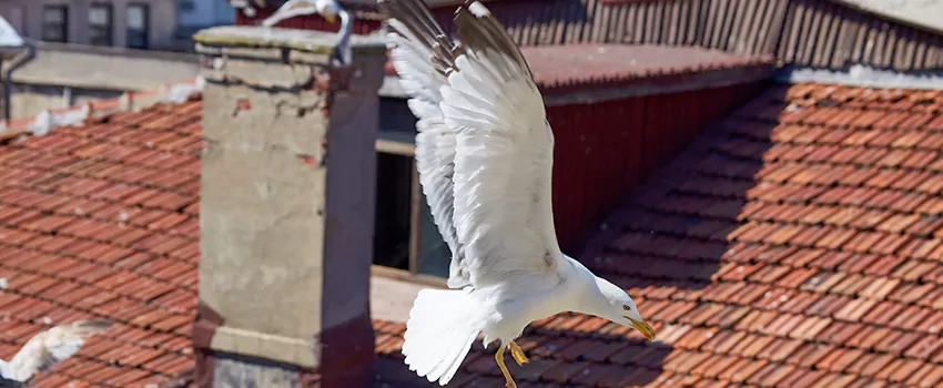 Residential Chimney Animal Removal Solution in Bell, CA