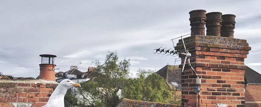 Chimney Cleaning And Restoration in Bell, California